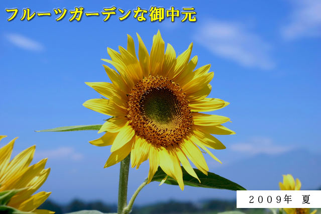 �ե롼�ĥ����ǥ�ʸ��渵