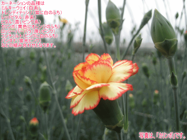 �����͡��������ʼ�ϡ��ߥ륭�����������ȥ��ǥ��ƥå��Ρ���åɥӥ��롢�ӥ��롢�����ܡ����å����С��Х顢���������ȡ��Х���ʤʤɤ��Ȥ߹�碌�Ȥʤ�ޤ���