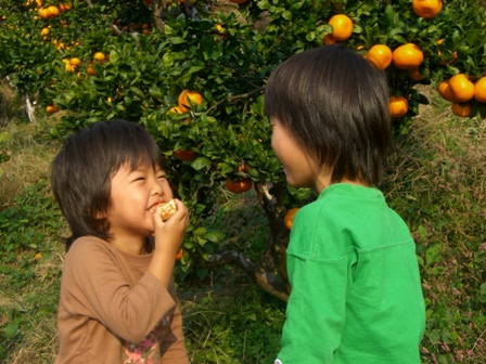 樹を一本一本試食して、美味しい適熟の樹から分別採取します。(バロメーターはベロメーター)