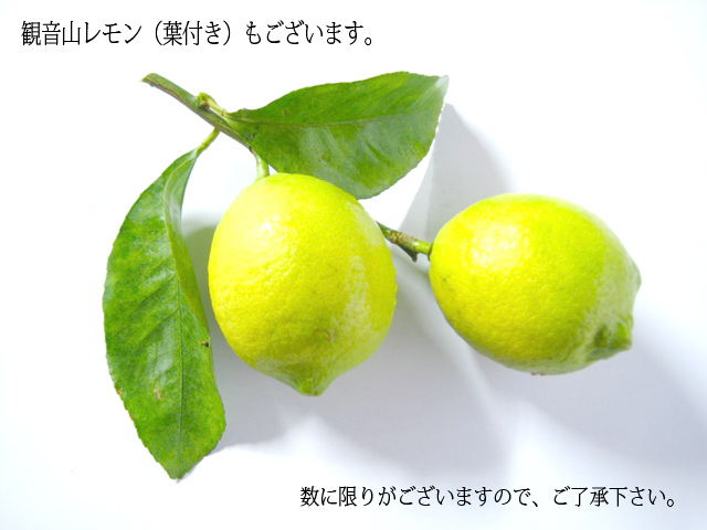 国産レモン(葉付き)
