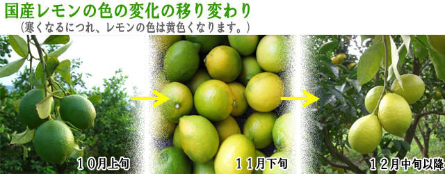 国産レモン